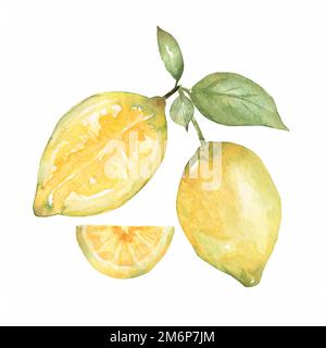 Zitronenzweig mit Zitrusfrüchten, Blumen und Blättern. Handgezeichnete Aquarell-Illustration Stockfoto
