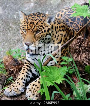 Ein männlicher Jaguar im Zoo von Dartmoor, Devon. Stockfoto