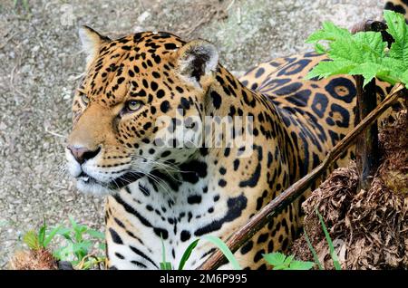 Ein männlicher Jaguar im Zoo von Dartmoor, Devon. Stockfoto