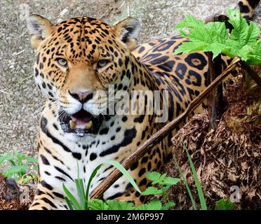 Ein männlicher Jaguar im Zoo von Dartmoor, Devon. Stockfoto