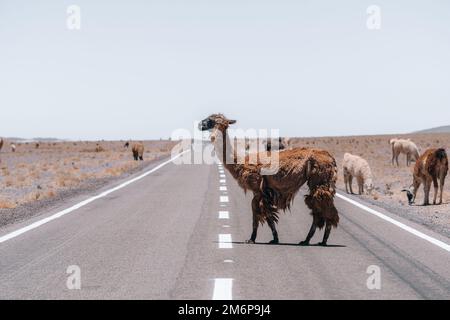 Lamas läuft auf der Straße in Südamerika Stockfoto