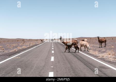 Lamas läuft auf der Straße in Südamerika Stockfoto