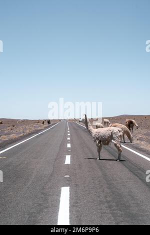 Lamas läuft auf der Straße in Südamerika Stockfoto