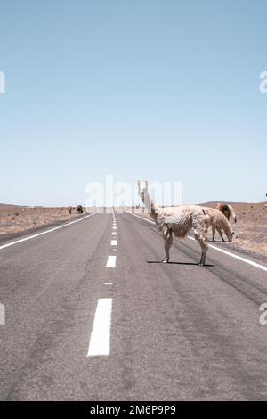 Lamas läuft auf der Straße in Südamerika Stockfoto