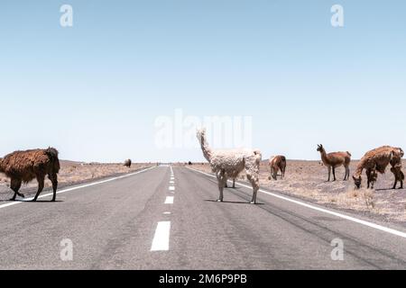 Lamas läuft auf der Straße in Südamerika Stockfoto