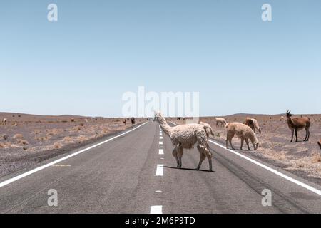 Lamas läuft auf der Straße in Südamerika Stockfoto