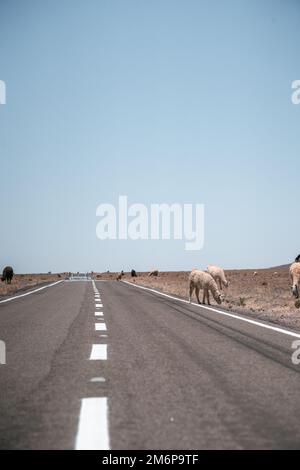 Lamas läuft auf der Straße in Südamerika Stockfoto