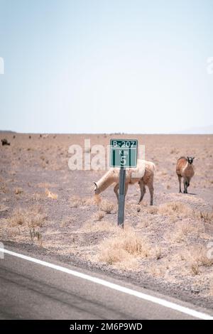 Lamas läuft auf der Straße in Südamerika Stockfoto