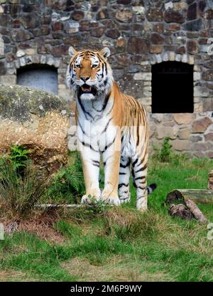 Ein männlicher Amur Tiger im Dartmoor Zoo, Devon. Stockfoto