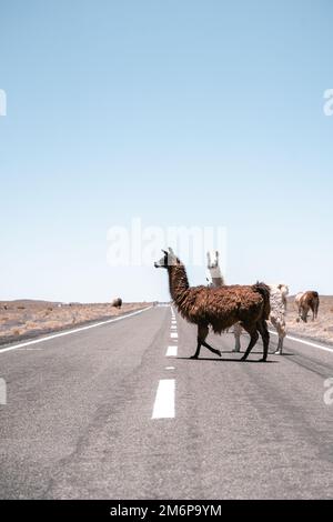 Lamas läuft auf der Straße in Südamerika Stockfoto