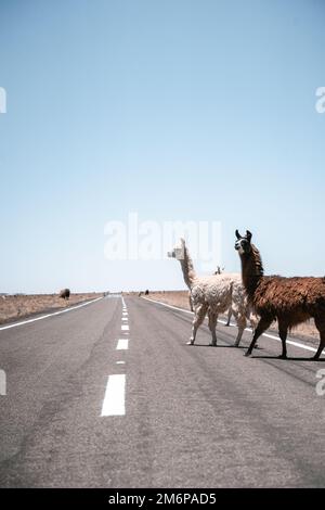 Lamas läuft auf der Straße in Südamerika Stockfoto