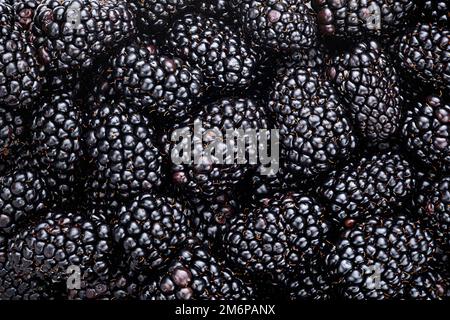 BlackBerry-Hintergrund. Waldbeeren Textur, volle Schärfentiefe Stockfoto