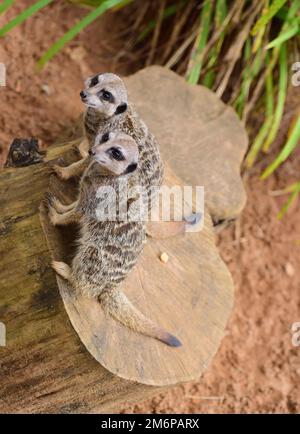 Ein Paar männliche Erdmännchen im Dartmoor Zoo, Devon. Stockfoto