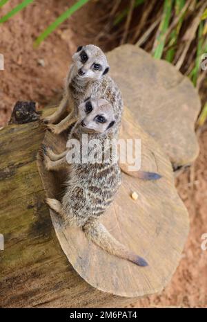 Ein Paar männliche Erdmännchen im Dartmoor Zoo, Devon. Stockfoto