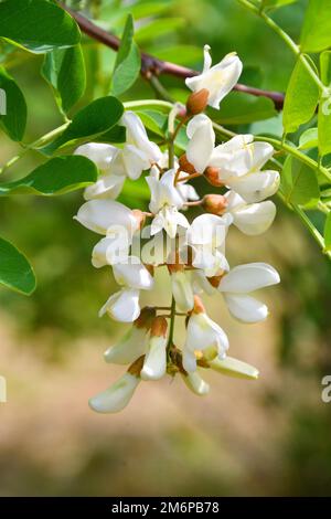 Weiße Blüten von Robinia pseudoacacia (Latin Robinia pseudoacacia) oder weißer Akacia auf Summen Stockfoto