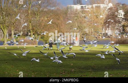 Hamburg, Deutschland. 05. Januar 2023. Unzählige Möwen fliegen über die Alsterwiesen an der Außenalster. Kredit: Marcus Brandt/dpa/Alamy Live News Stockfoto