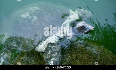 Nilschildkröte. Afrikanische Weichschildkröte oder Nilweichschildkröte (Trionyx triunguis). Tierwelt in Mugla, Ortaca Dalyan Delta. Stockfoto