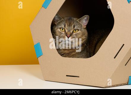 Eine Erwachsene, gerade-ohrige schottische Katze sitzt in einem braunen Papphaus für Spiele und Erholung auf einem gelben Hintergrund Stockfoto