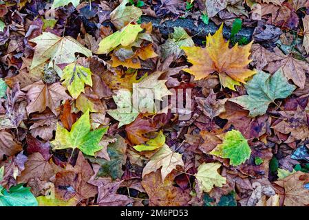 Nahaufnahme der bunten Herbstblätter, die abstrakte Muster und Formen erzeugen Stockfoto
