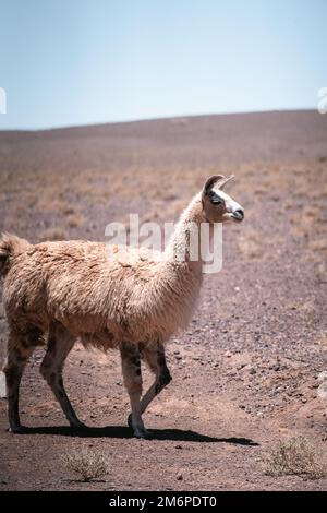 Lamas läuft auf der Straße in Südamerika Stockfoto