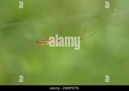 Kiefernspinne „Tetragnatha extensa“ Stockfoto