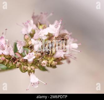 Gemeine Biene "Lasioglossum calceatum" auf "Origanum vulgare". Stockfoto