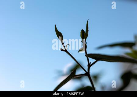 Frische grüne Blätter erscheinen auf den Pflanzen Stockfoto
