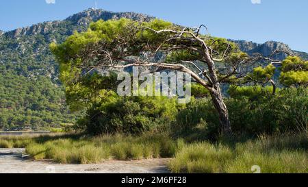 Treffpunkt der Ägäis und des Mittelmeers; Dalyan. Der Strand von Iztuzu, das Laichgebiet der Caretta-Caretta-Schildkröten. Dalyan Delta, berühmt für Stockfoto