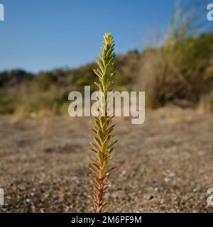 Salbei, Rhodos-Tee, Rosemary. Nadelstrauch, der im Mittelmeerraum und in der südlichen Ägäis spontan wächst. Stockfoto