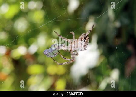 Die Gartenkreuzspinne (Araneus diadematus) hat eine Libelle in ihrem Netz gefangen Stockfoto