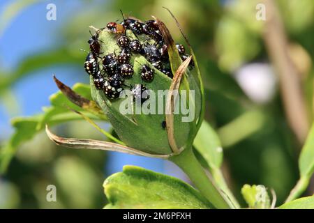 Grüne Reiskäfer, auch bekannt als südliche Stinkkäfer (Nezara viridula), Nymphen in verschiedenen Entwicklungsstadien auf einem Hibiskus Stockfoto