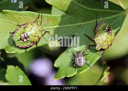 Grüne Reiskäfer, auch bekannt als südliche Stinkkäfer (Nezara viridula), Nymphen in verschiedenen Entwicklungsstadien auf einem Hibiskus Stockfoto