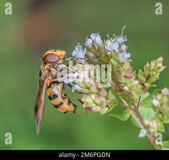 Hoverfly 'SYrphus Spec. Stockfoto