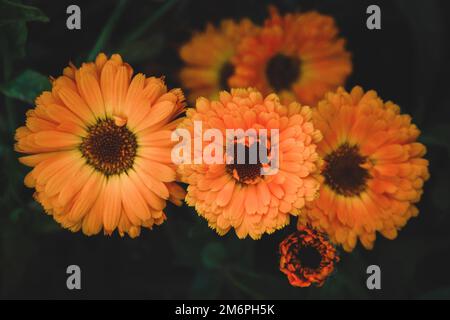 Calendula officinalis, Garten Ringelblumen wachsen im Kräutergarten, dunkel und launisch Stockfoto