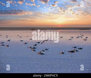 Möwen auf Sonnenuntergang Genitschesk rosa salzigen See, Ukraine Stockfoto