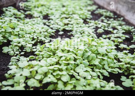 Senfpflanze Gründünger, natürlicher Dünger, Sinapis alba Sämlinge im Gartenbeet Stockfoto