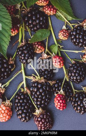 BlackBerry-Früchte auf Zweig, Essenshintergrund, reife Brombeeren aus nächster Nähe Stockfoto