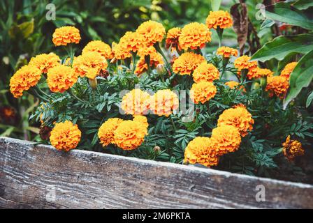 Ringelblumen blühende Grenze im Blumengarten Stockfoto