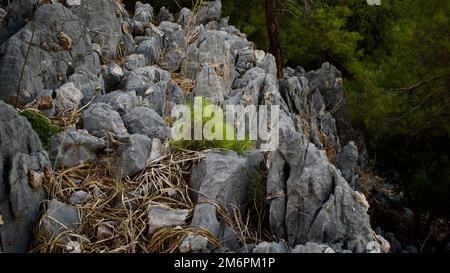 Treffpunkt der Ägäis und des Mittelmeers; Dalyan. Der Strand von Iztuzu, das Laichgebiet der Caretta-Caretta-Schildkröten. Dalyan Delta, berühmt für Stockfoto