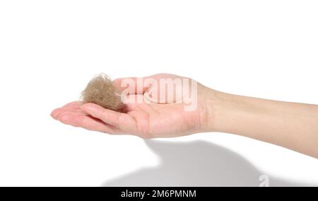 Die Hand einer Frau hält einen Haufen grauer Katzenhaare auf einem weißen, isolierten Hintergrund Stockfoto