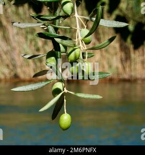 Grüne Oliven auf dem Ast. Blick auf den Fluss im Hintergrund, einzelne Olive hängt vom Ast vor dem Hotel. Schwerpunkt auf Oliven, optional. Stockfoto