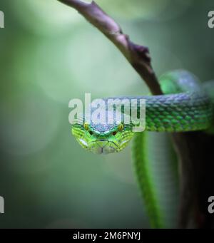 Von Angesicht zu Angesicht mit der wunderschönen grünen Grubenotter (Trimeresurus albolabris). Stockfoto