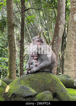 Eine Nahaufnahme von einer Mutter und einem Baby Krabbenfressende Macaque-Affen auf einer Moos-Statue eines Affen Stockfoto