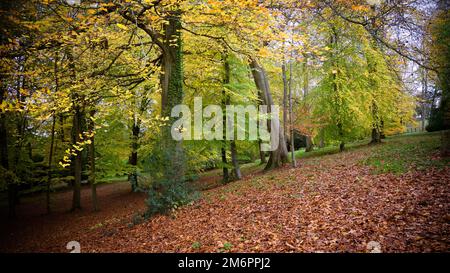 Herbstszene Mit Englischem Wald Stockfoto