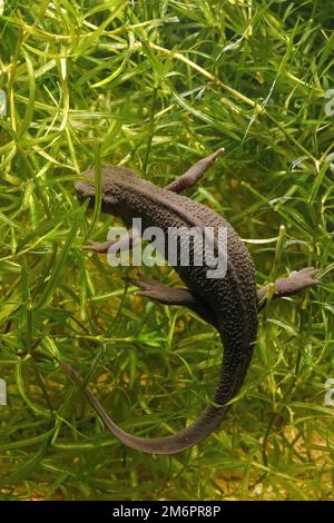 Vertikale Unterwasseraufnahme eines japanischen Feuerbeluchsmeißchens, Cynops Pyrhogaster Stockfoto