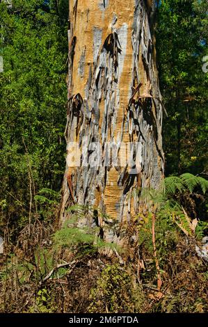 Der Stamm eines riesigen Karri-Baumes (Eukalyptus Diversicolor) mit schälender Rinde im Warren-Nationalpark, Westaustralien Stockfoto