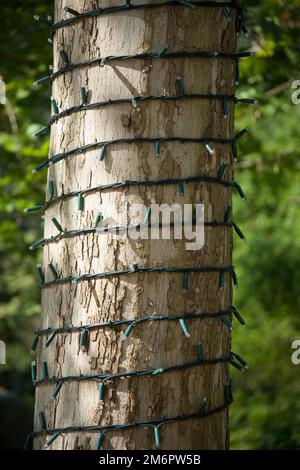 Baumstamm mit weihnachtslichtern in einem öffentlichen Park Stockfoto