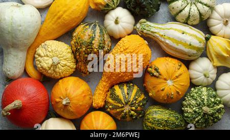 Bunte Mini-Kürbisse auf weißem Hintergrund. Herbsthintergrund. Halloween oder Thanksgiving-Feier Stockfoto