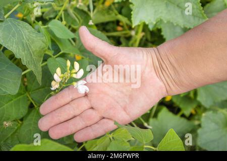 Weiße Bohnen Pflanzen Blume in weiblicher Farmerhand, Garten im Freien Stockfoto