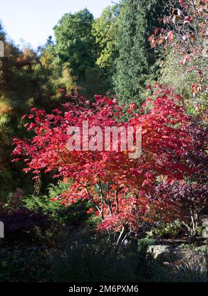 Herbstfarbe des Acer Japonicum Aconitifolium im britischen Garten Oktober Stockfoto